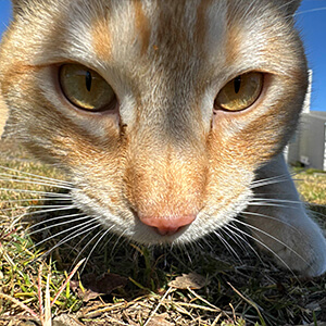 A close-up of a cat