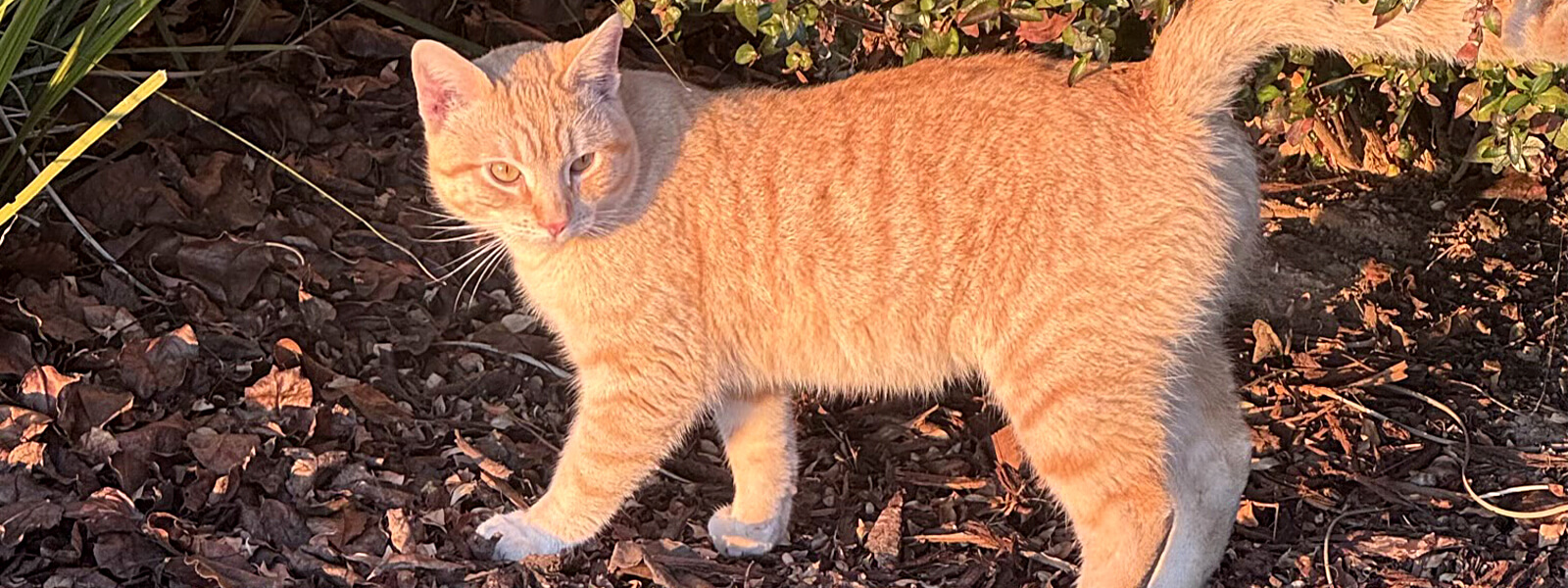 A cat on the Clovis Community College campus