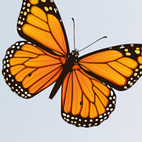 Illustration of Monarch Butterfly