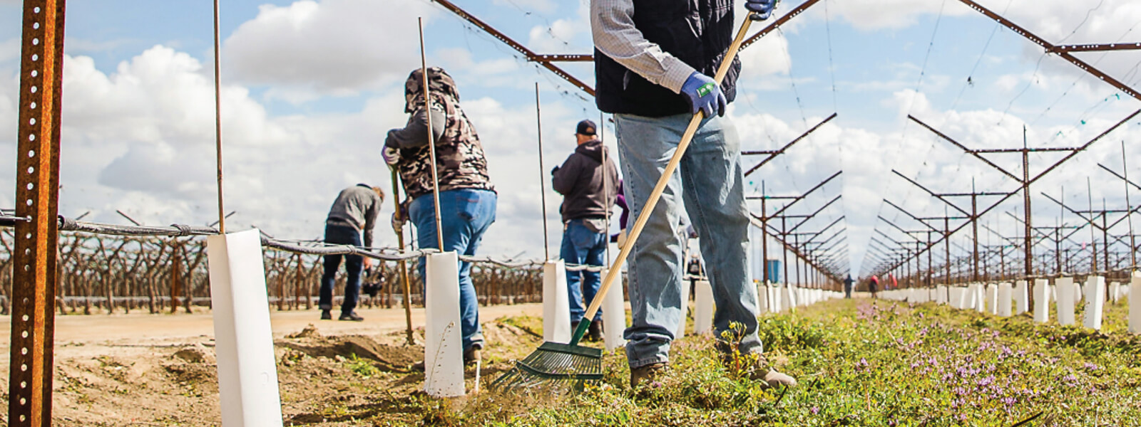 male and female farm workers working  in a vineyard