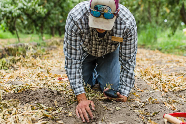 A farmer testing the soil in an orchard