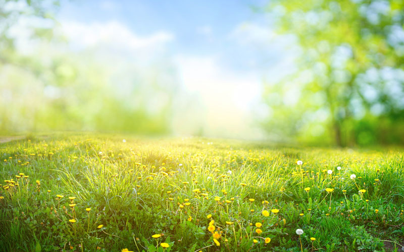 Spring day: Green grass, blue sky, bright sunshine