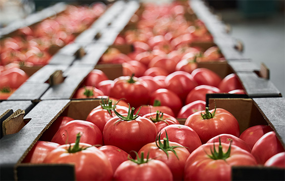 Tomatoes in a packing house