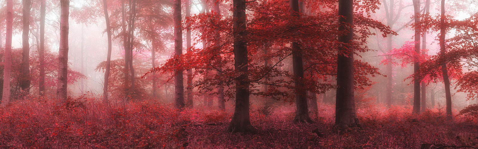 Deep red leafed trees in a misty forest